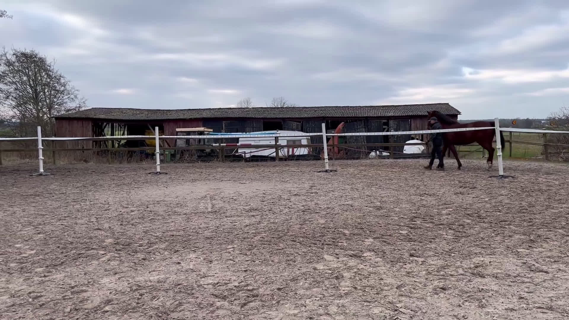 Hoppning hästar till salu: Max Verstappen - Video 1