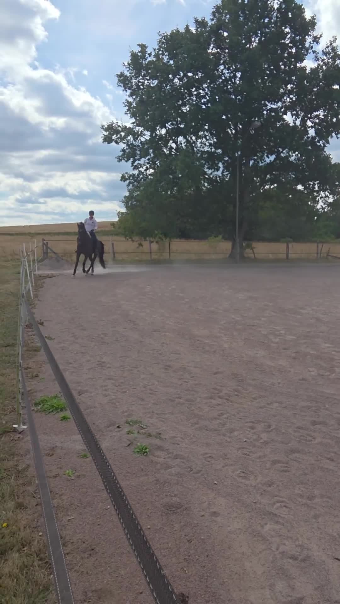 Allround hästar till salu: Lovande och arbetsvillig valack e. Mr Vain GJ!  i Boxholm - Video 3