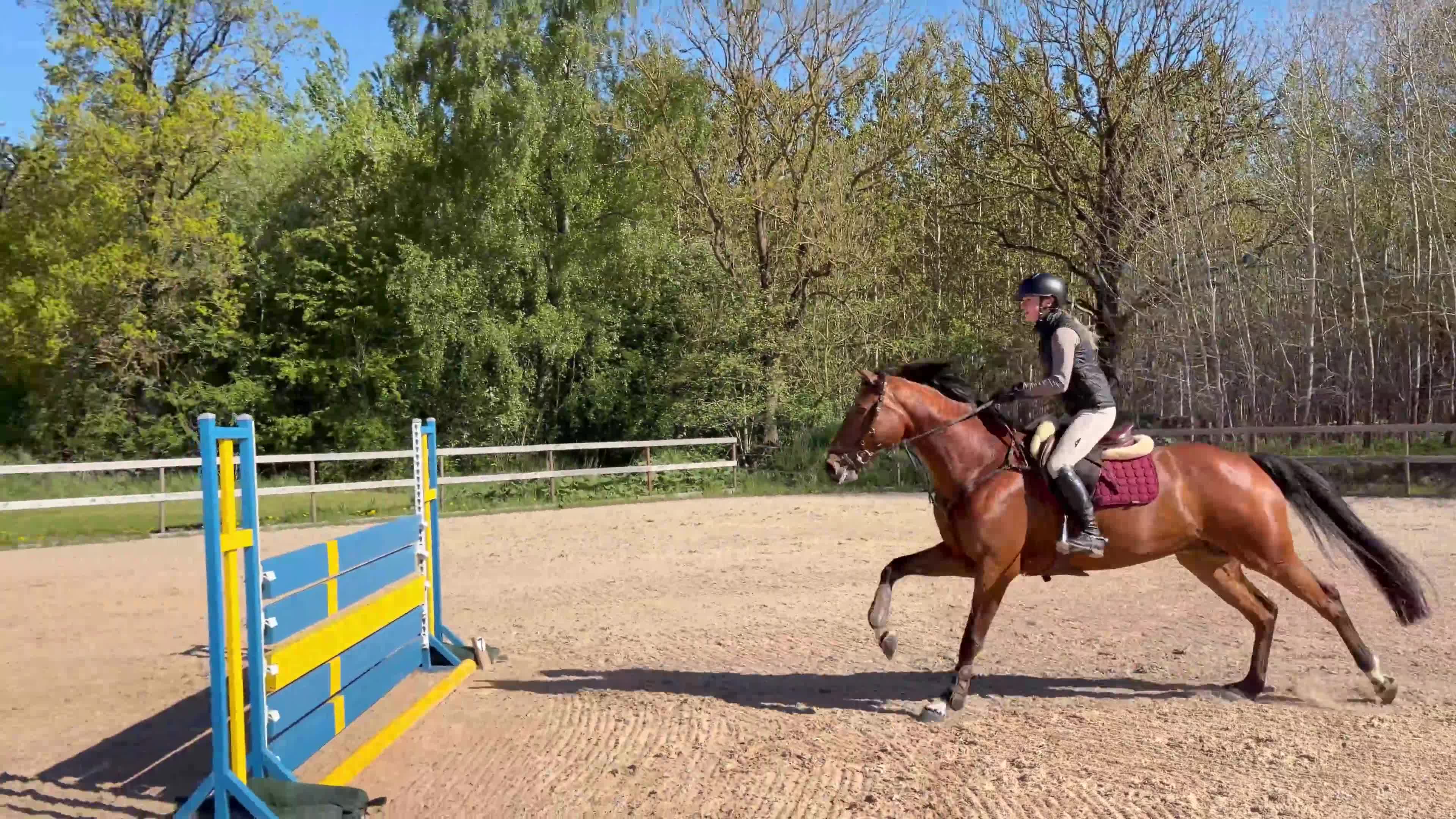 Hoppning hästar till salu: Snäll individ med kapacitet - Video 1