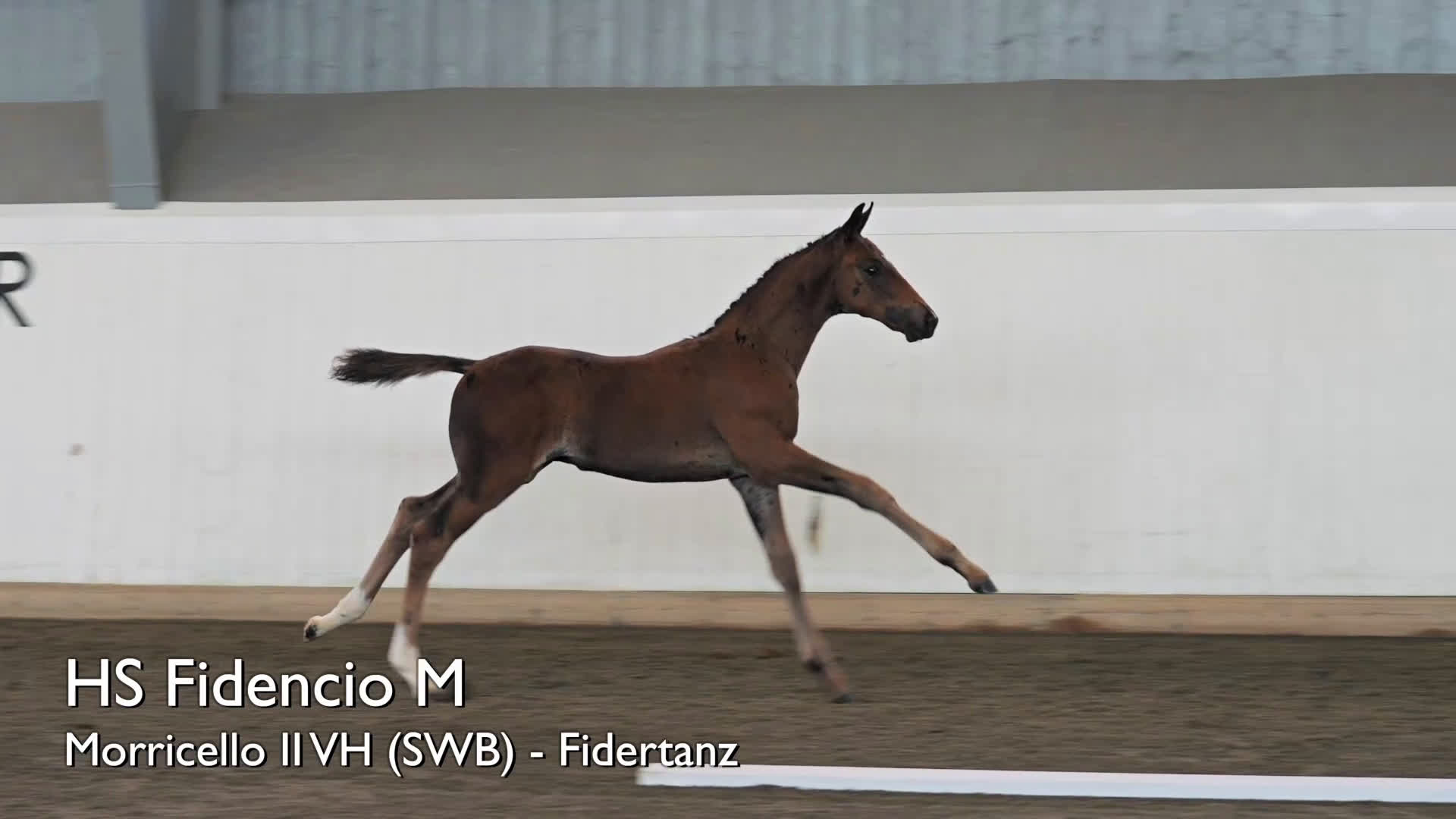 Dressyr hästar till salu: ⭐️ Hingstföl med karisma ⭐️ i Karlstad - Video 1