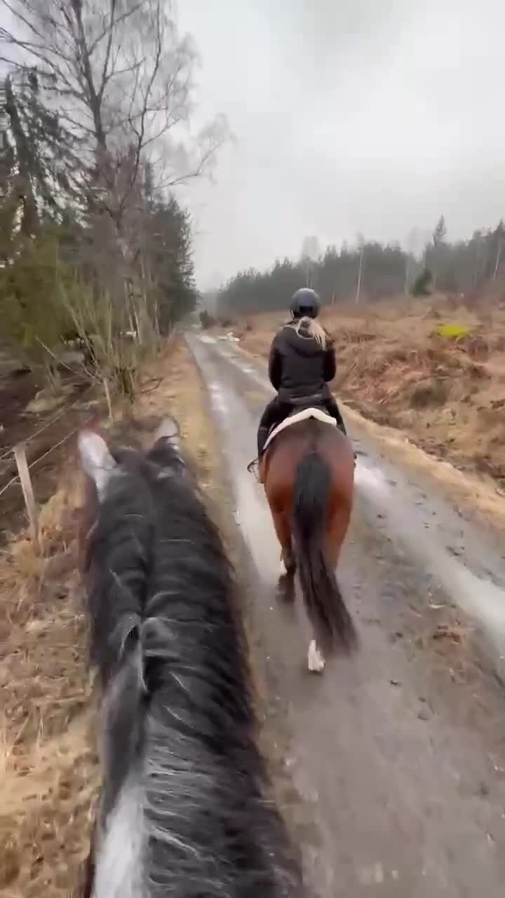 Hoppning hästar till salu: Perfekt första unghäst! - Video 3