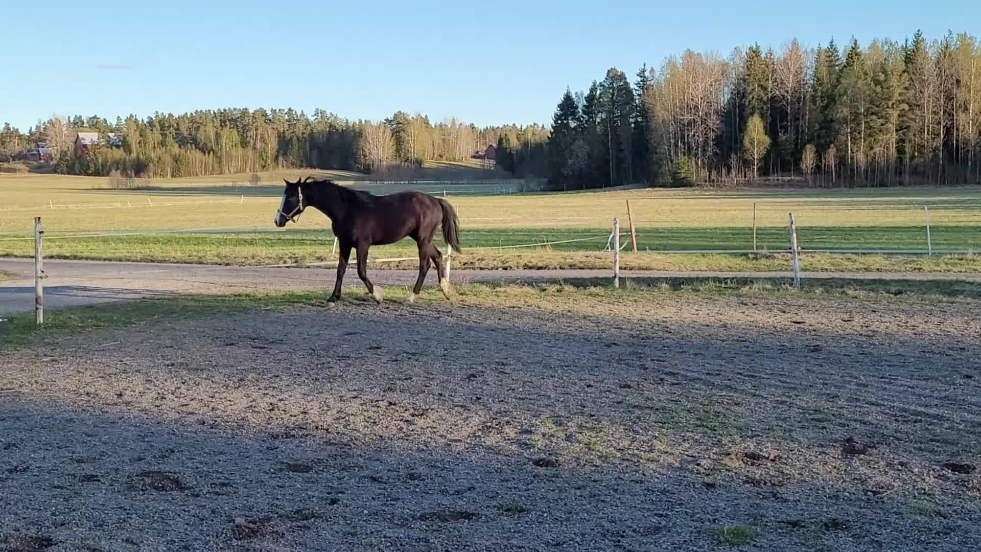 Dressyr hästar till salu: Moderiktig grabb efter Salvatore Ferragamo  - Video 3