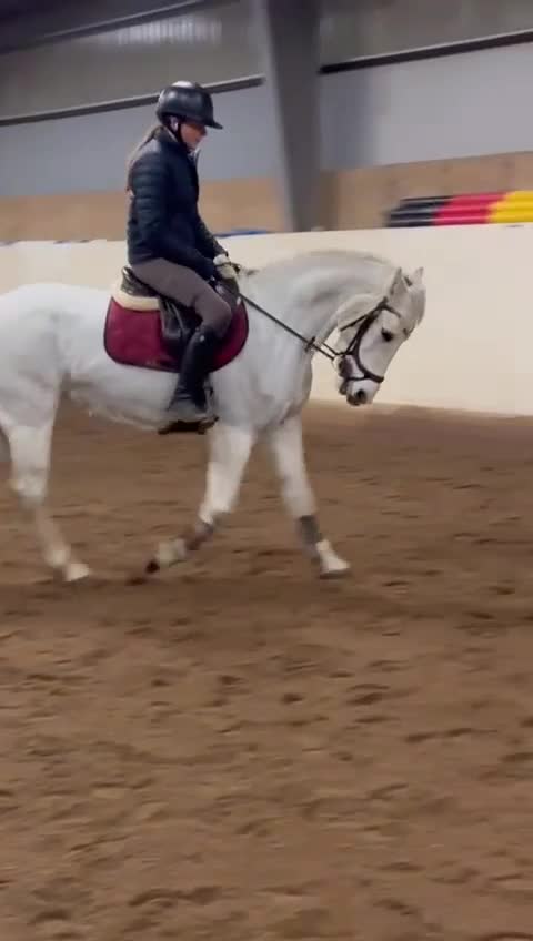 Allround hästar till salu: 💗 Moyvilla Lady - Bildbar kvalitetsponny  - Video 2