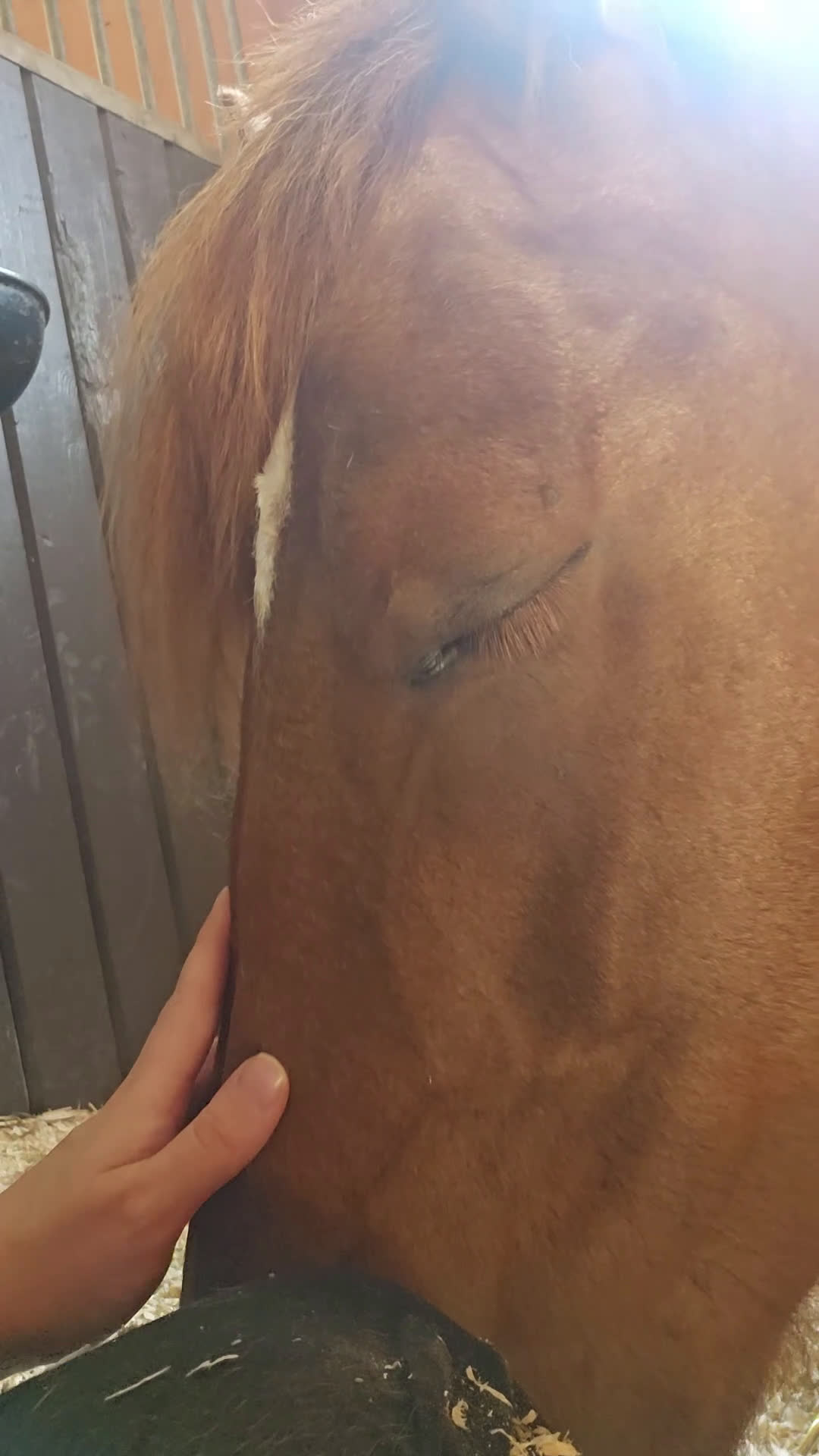  foderhäst sökes: Sällskapshäst sökes i Alstermo - Video 1