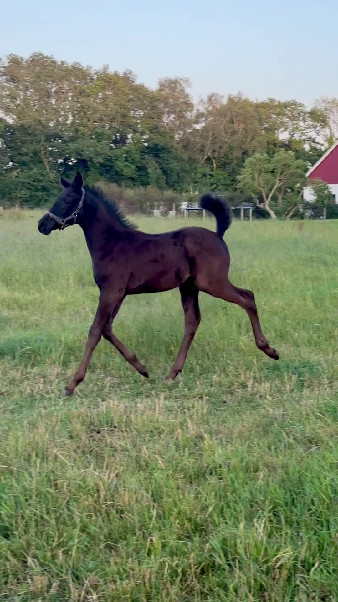 Hoppning hästar till salu: Svart hingst e. Diero Lux N i Nyhamnsläge - Video 1