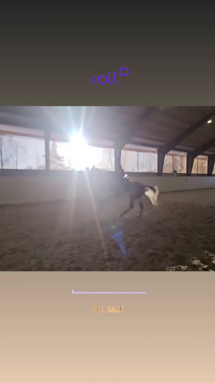 Allround hästar till salu: Drömhäst 🩷 - Video 2