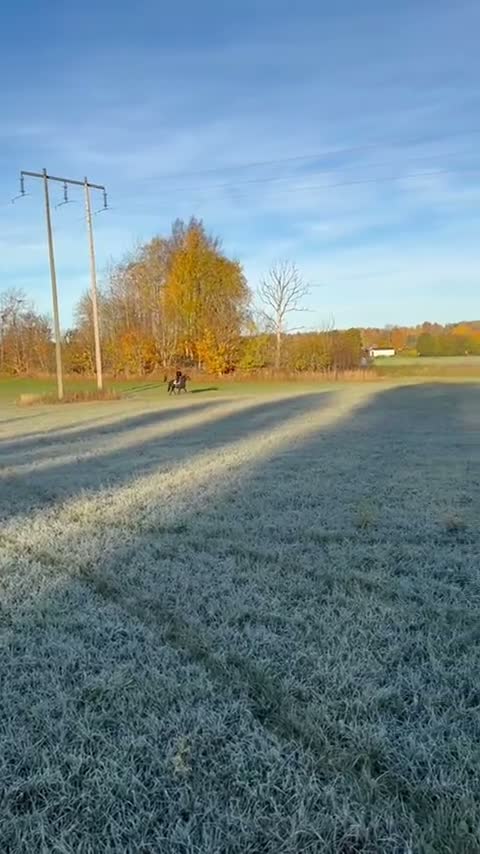 Allround hästar till salu: Izzy söker nytt hem🌸 i Vintrosa - Video 2