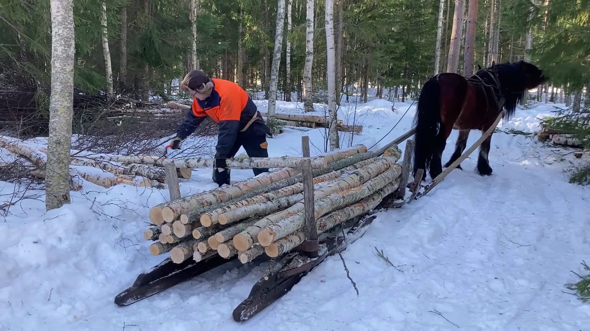 Allround hästar till salu: Nsv brukshingst säljes i Alfta - Video 4