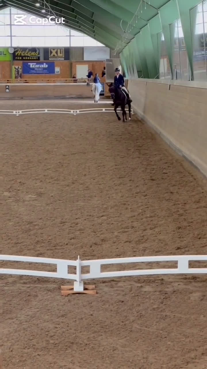 Dressyr hästar till salu: Adelphie - Hästen med ett hjärta av guld - Video 4