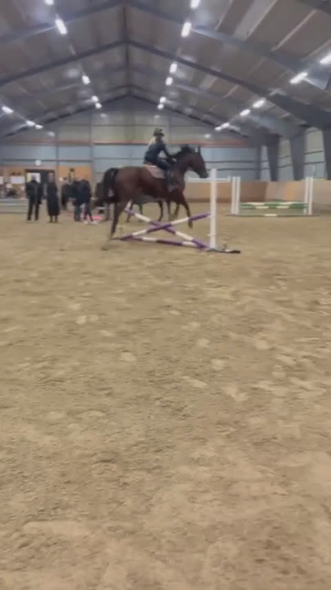 Allround hästar till salu: Framtida ridhäst med positiv inställning  i Fågelmara - Video 4