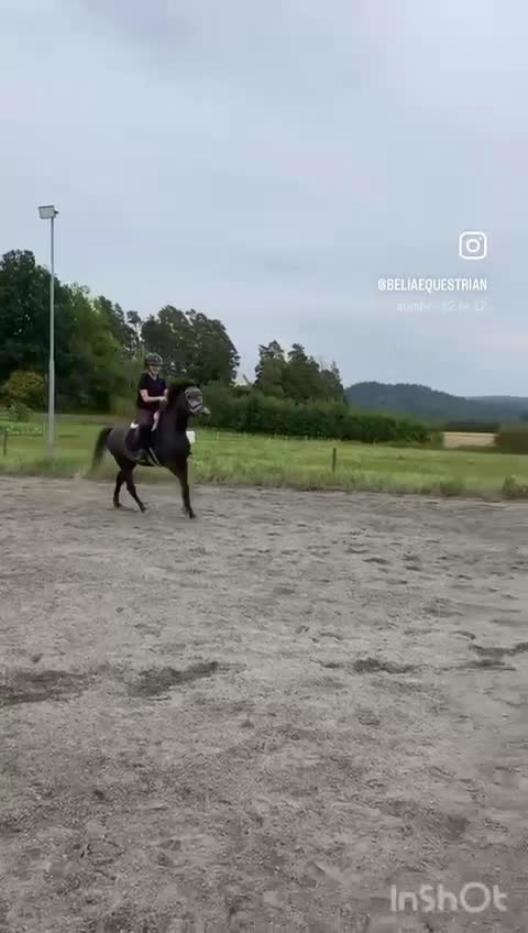 Allround hästar till salu: D-ponny 5år säljes i Veddige - Video 3