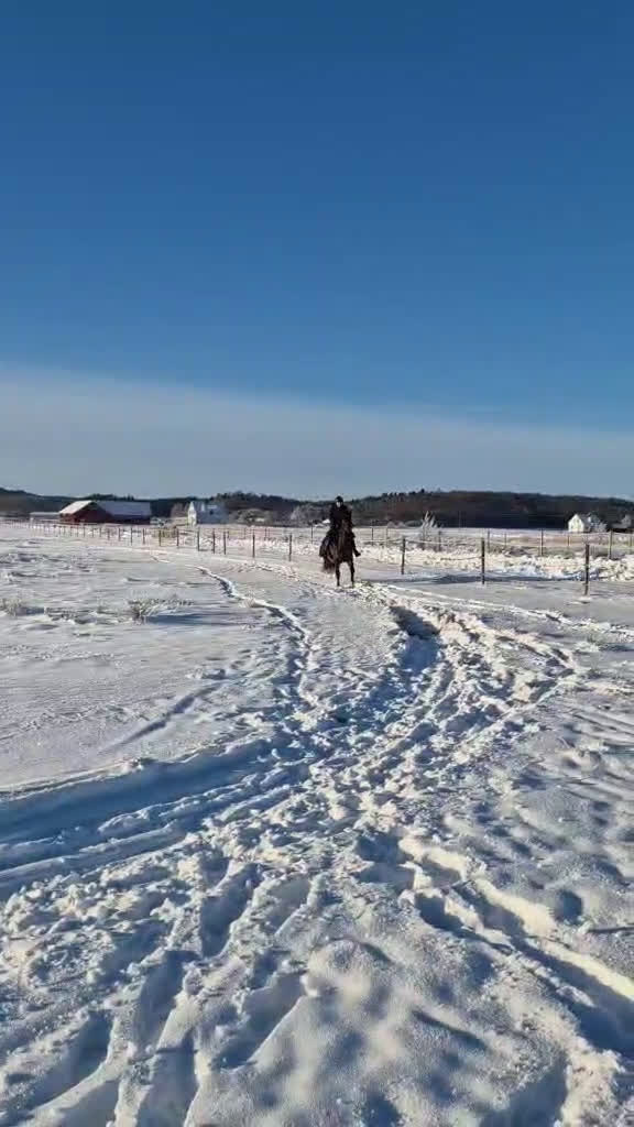 Allround hästar till salu: Rolig hobbyhäst  i Frillesås - Video 2