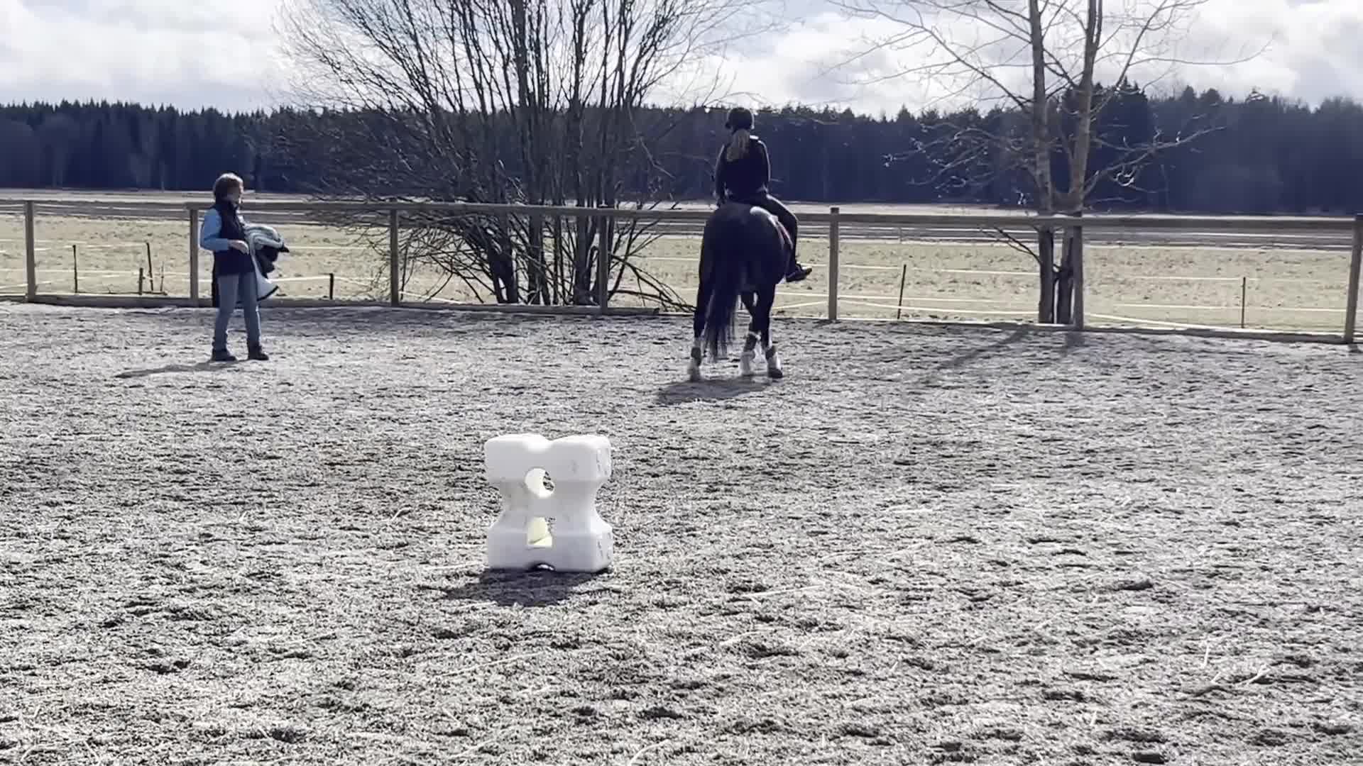 Allround hästar till salu: C-ponny valack född 2009 i Morgongåva - Video 1