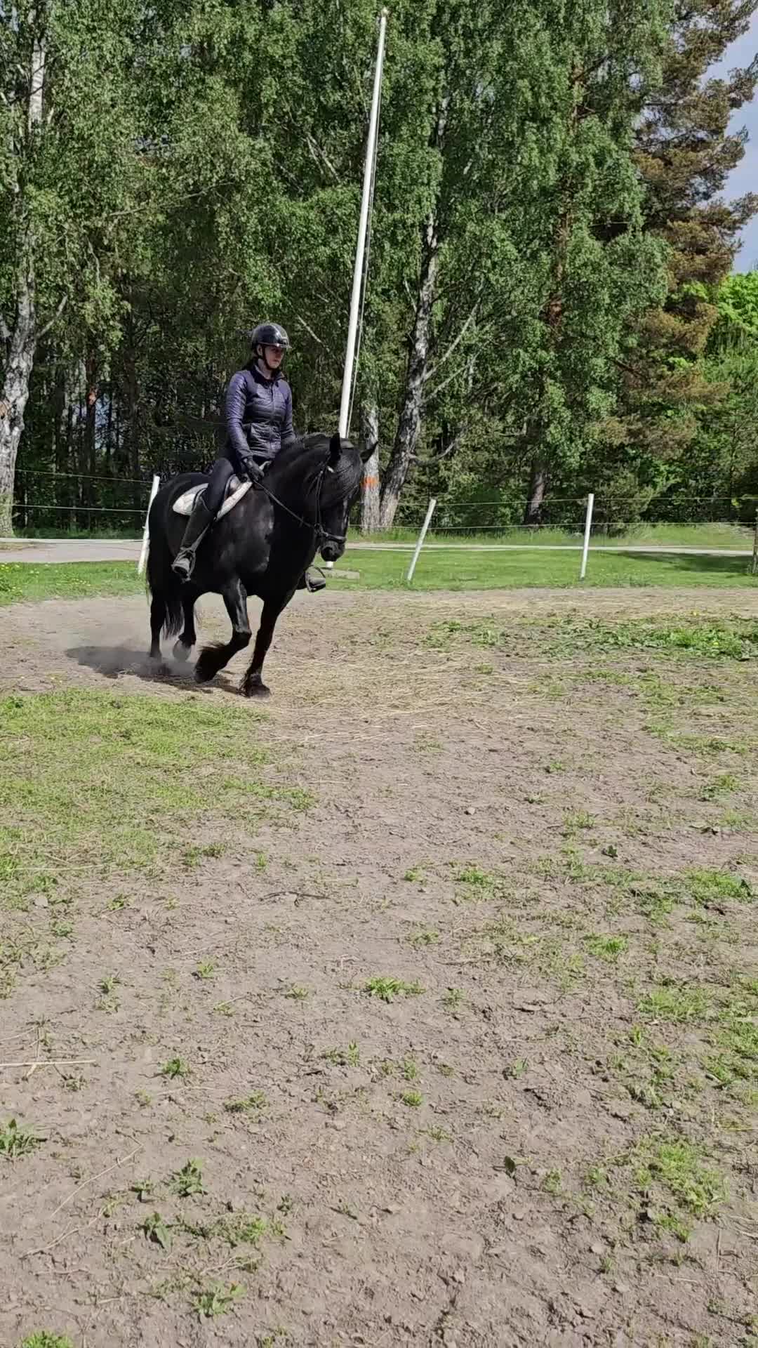 Allround hästar till salu: Trevlig kille - Video 1