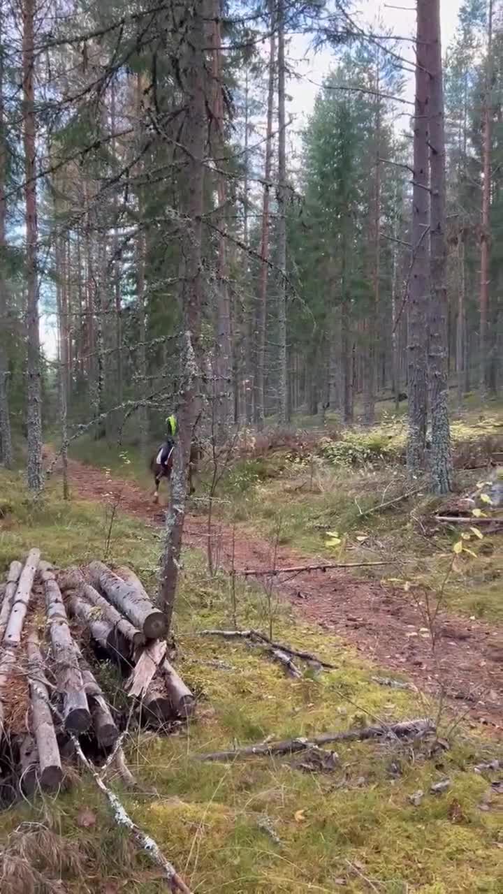 Allround hästar till salu: Snäll varmblodsvalack säljes - Video 1