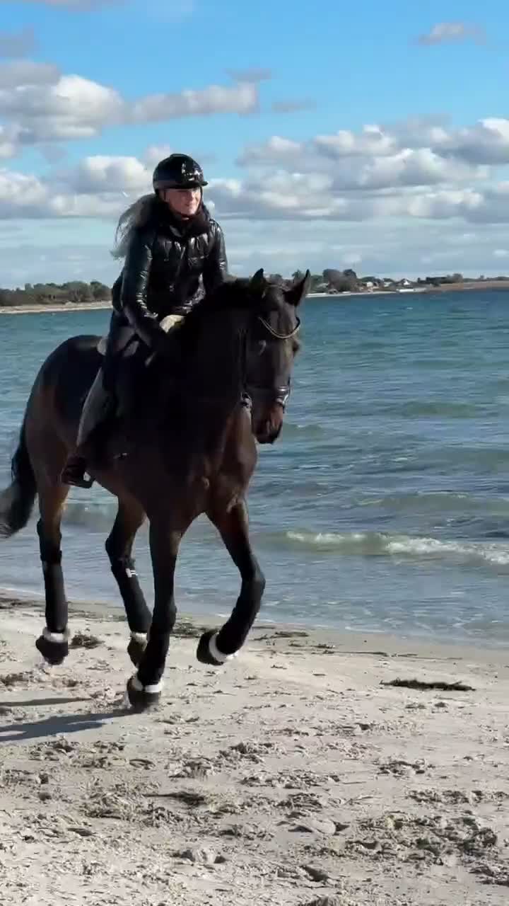 Dressyr hästar till salu: Genomsnäll Msv A häst med fantastiska gångarter! i Höllviken - Video 3