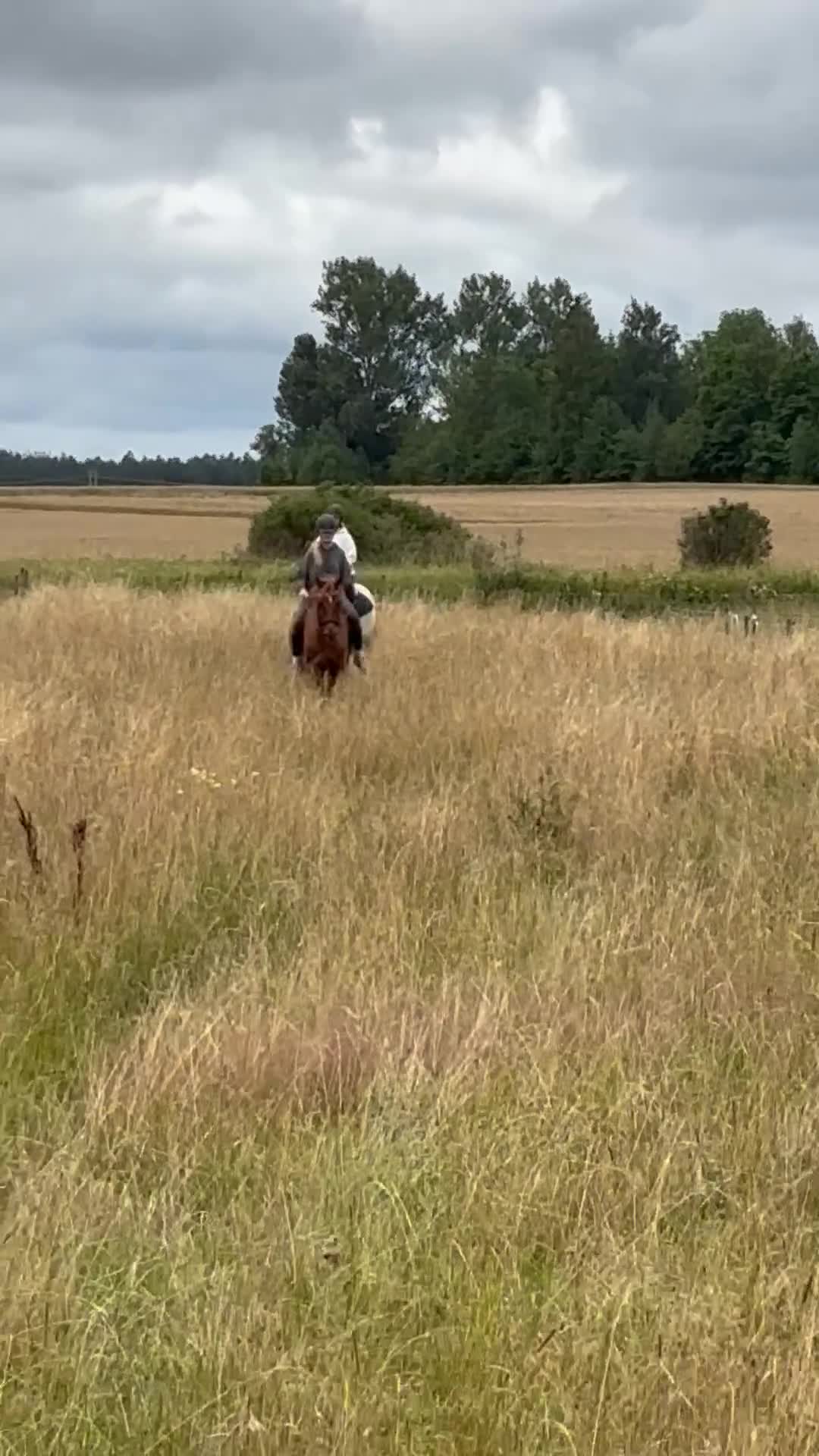 Allround hästar till salu: Ambitiös charmig swb fuxvalack - Video 2