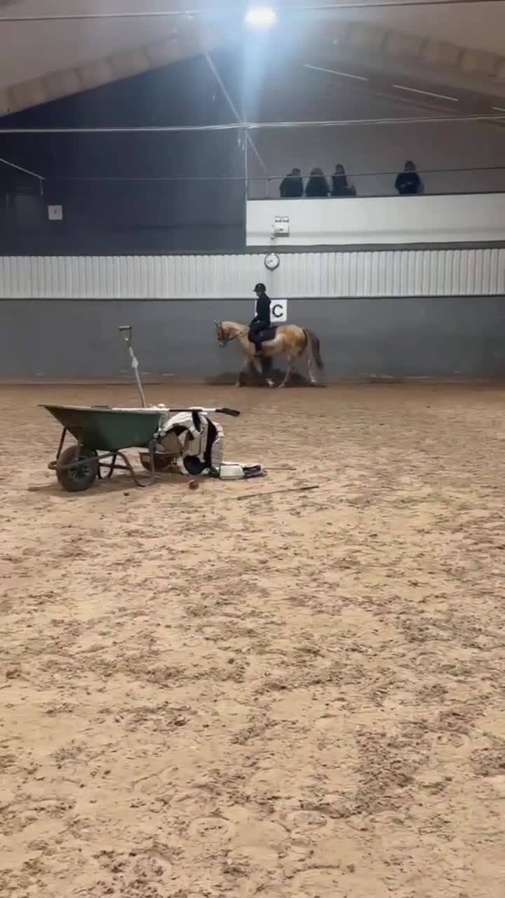 Hoppning hästar till salu: Blixten pigg och hoppglad ponny  🐴❤️ - Video 4