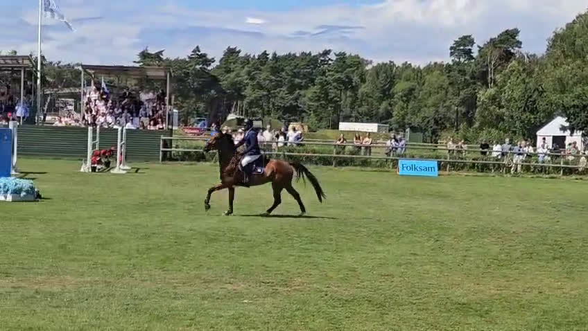 Hoppning hästar till salu: Snygg välutbildad hoppstammad valack i Kristianstad - Video 4
