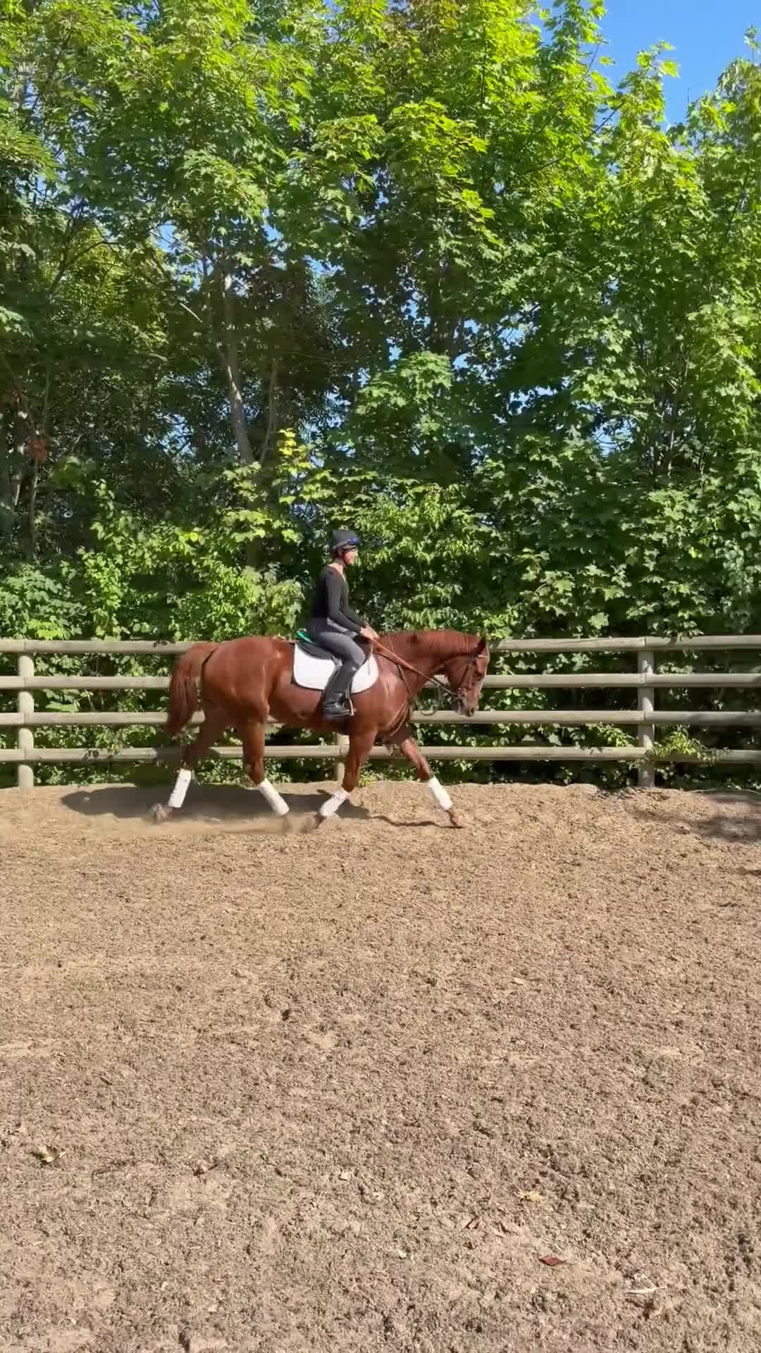 Allround hästar till salu: Fin tjej med talang - Video 2