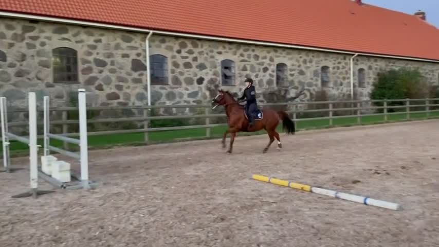 Avelshästar hästar till salu: Superfint avelssto med bra stam  - Video 2