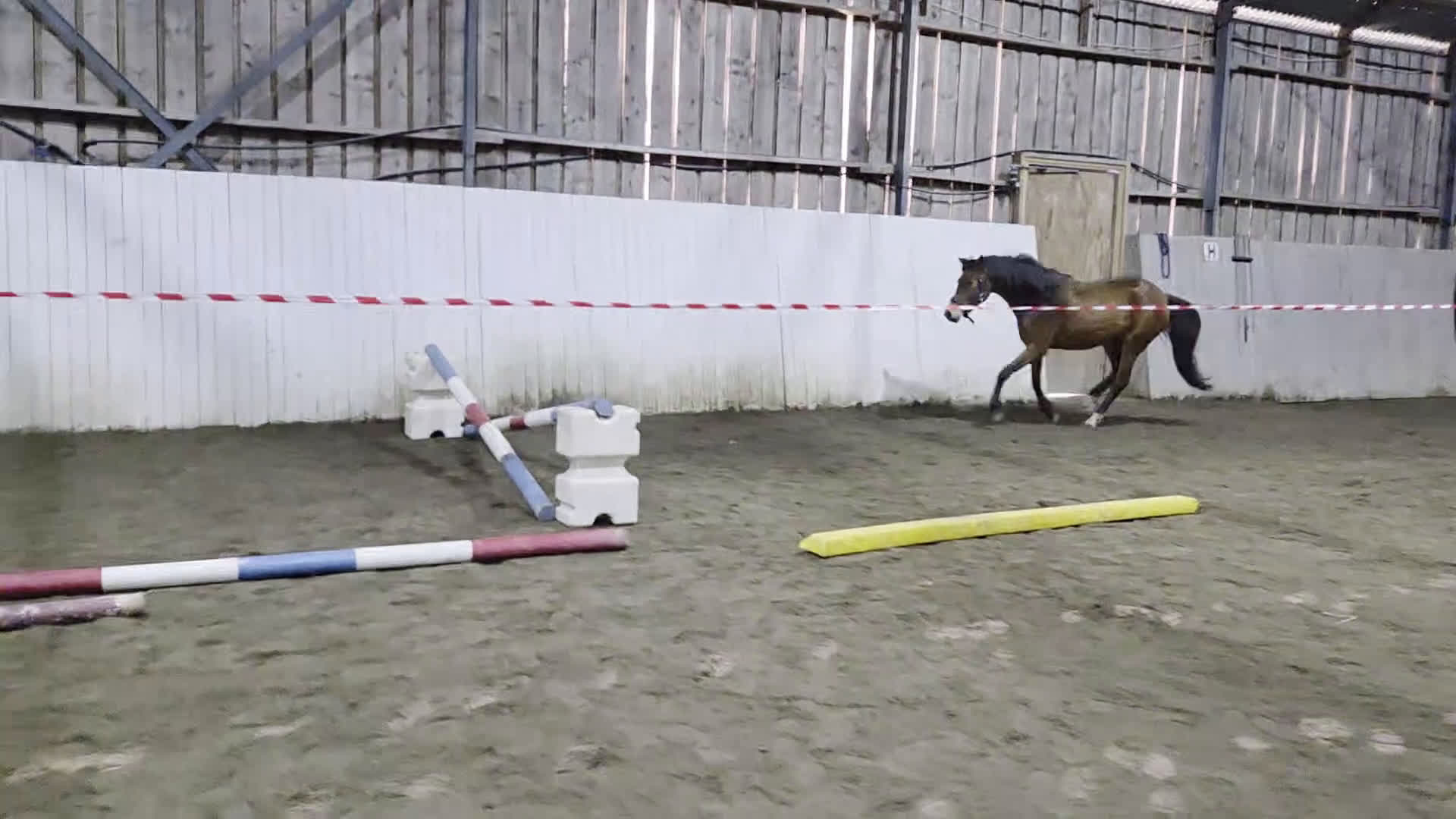 Övrigt hästar till salu: Sportponny för framtiden - Video 5