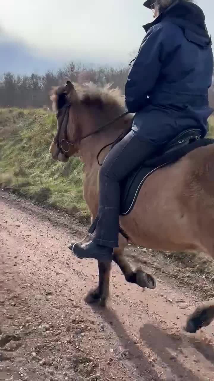 Island hästar till salu: Känslig valack med ett hjärta av guld💫 i Fliseryd - Video 3