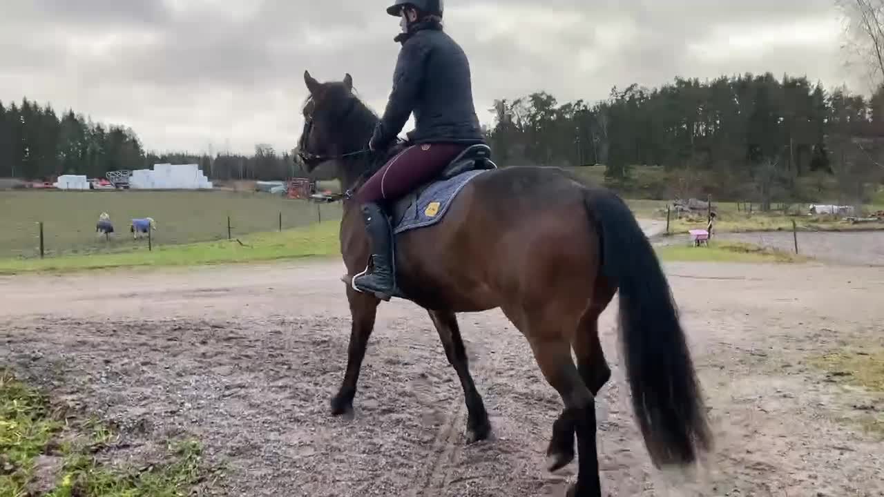 Allround hästar till salu: PRINCESS ROYAL LEGACY -fantastiskt sto m potential i Gnesta - Video 4