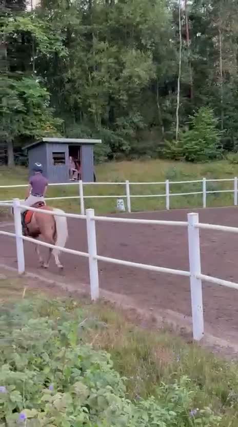 Allround hästar till salu: Supertrevlig allroundponny! 🌟 - Video 1