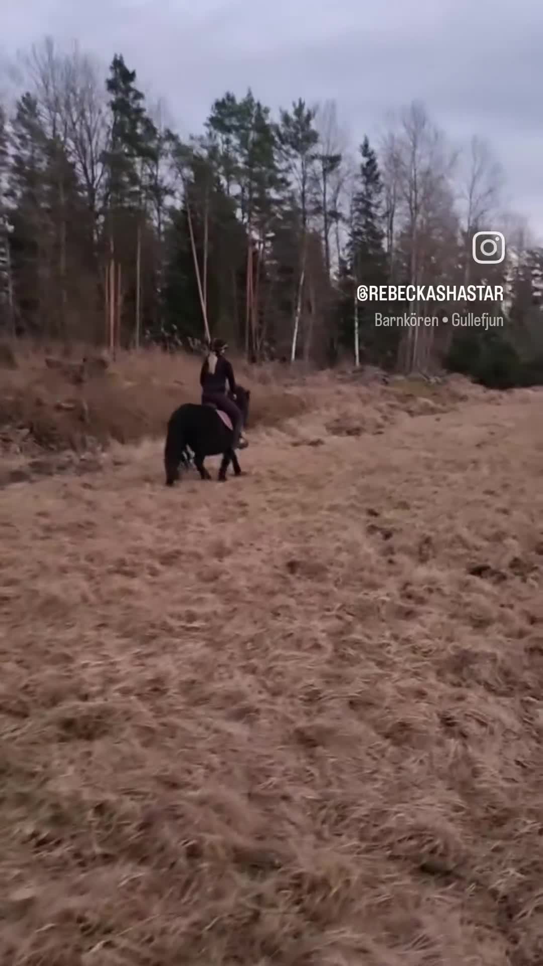 Allround hästar till salu: Snällt shettissto ❤️  - Video 1