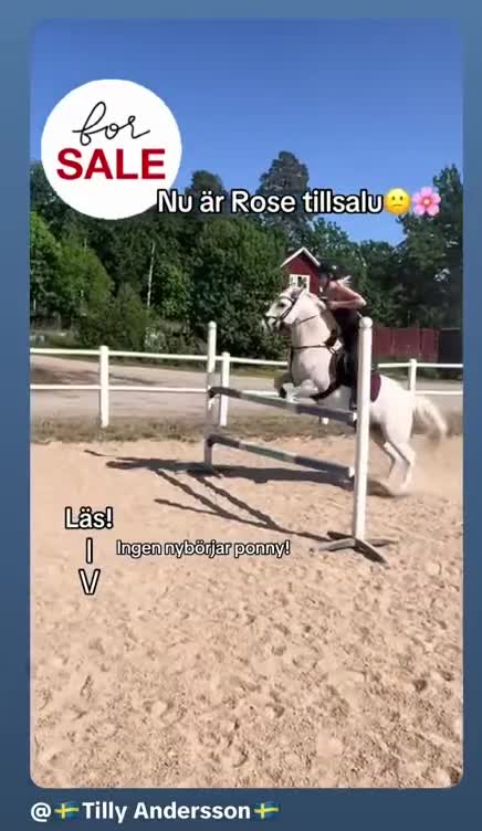 Hoppning hästar till salu: 🌟 Drömponny för de högsta klasserna 🌟 - Video 1