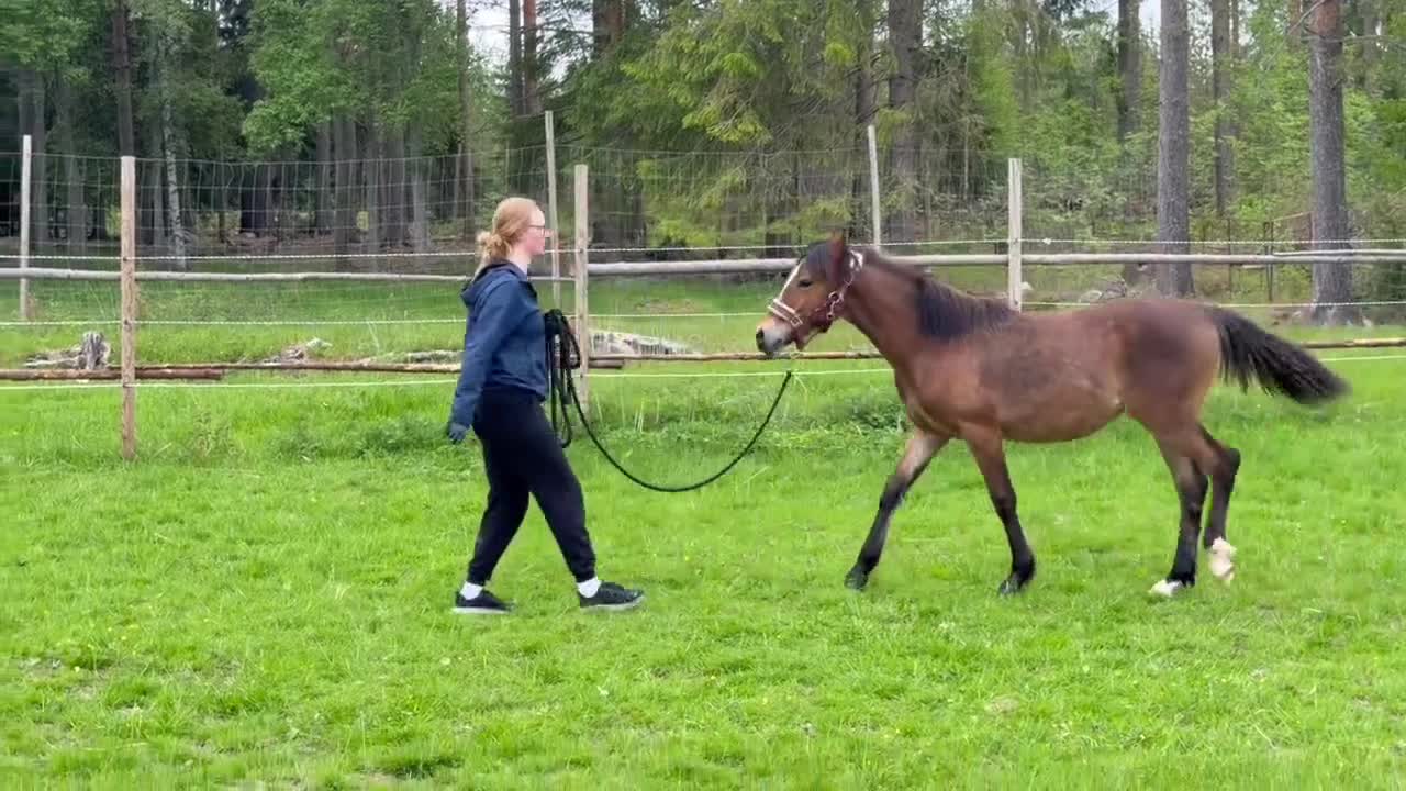 Allround hästar till salu: Framtida tävlingsponny  - Video 2