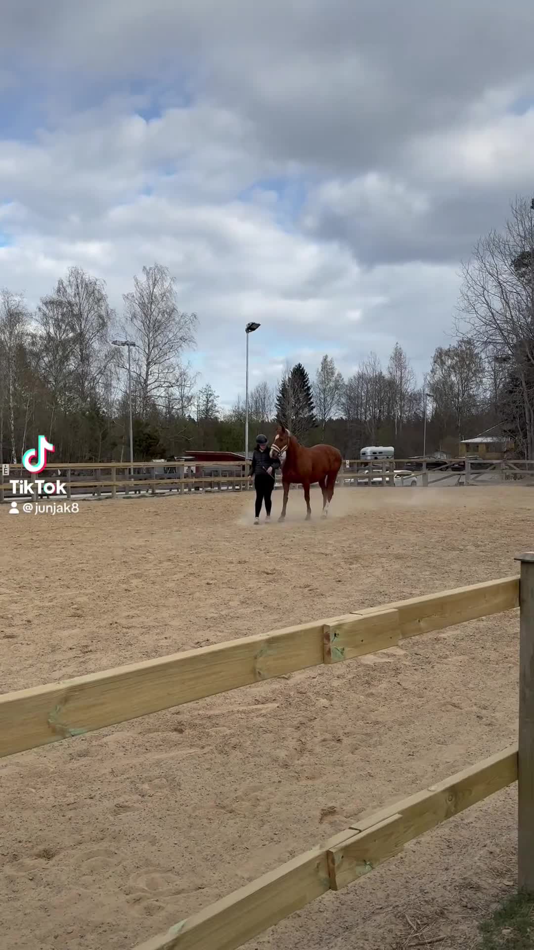 Allround hästar till salu: Fint SWB sto  - Video 3