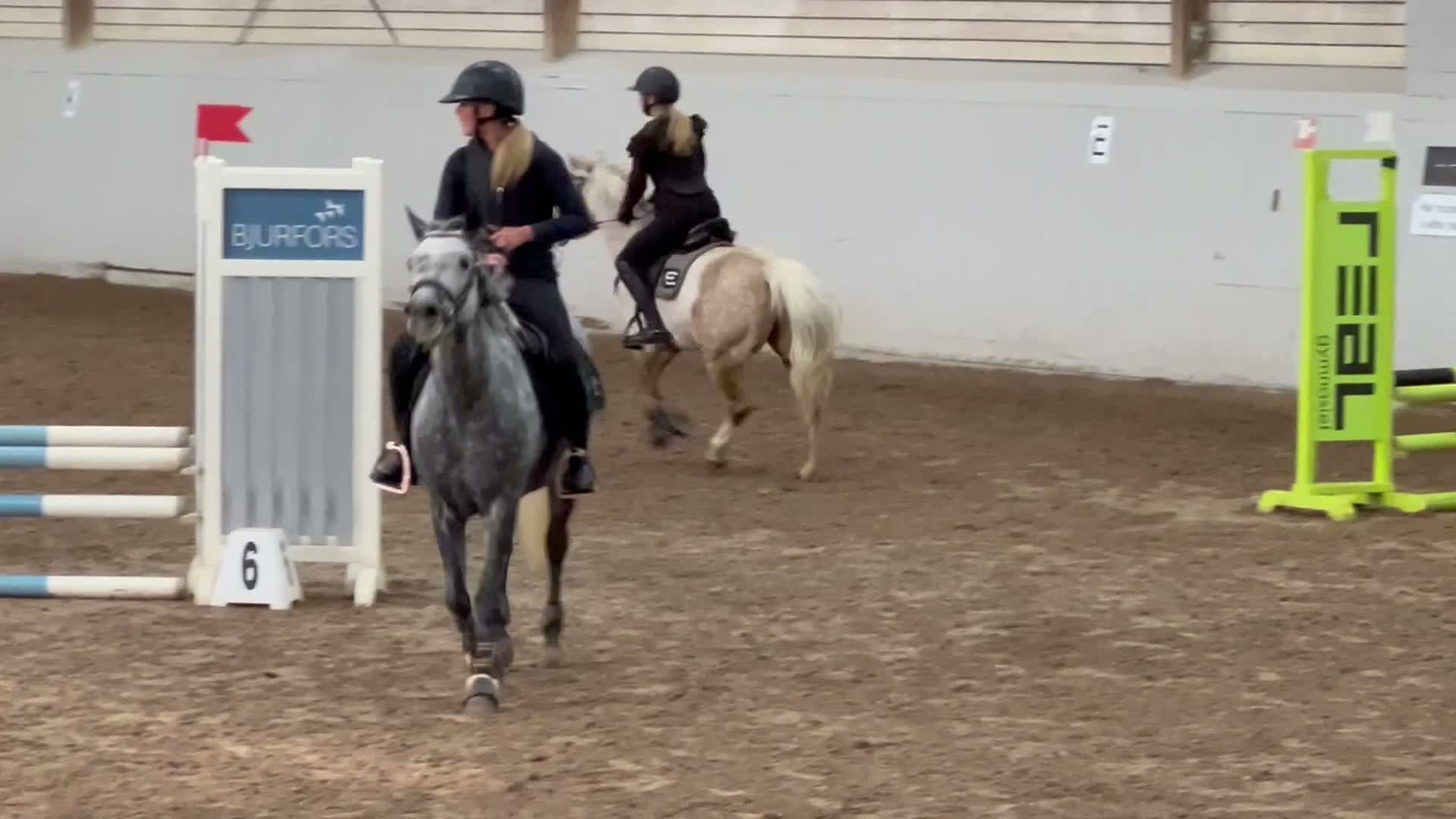 Allround hästar till salu: Supertrevlig allroundponny! 🌟 - Video 4