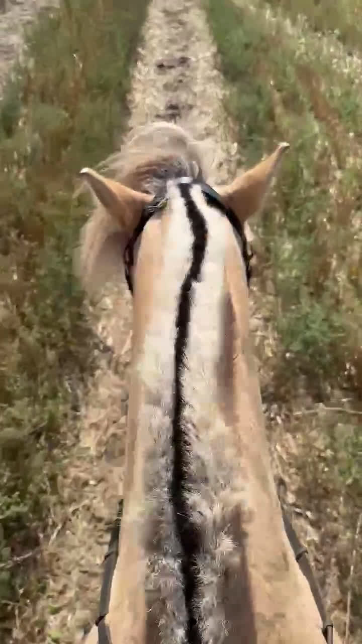 Allround hästar till salu: Underbar hobby/skogsmulle ⭐️ i Annelöv - Video 1