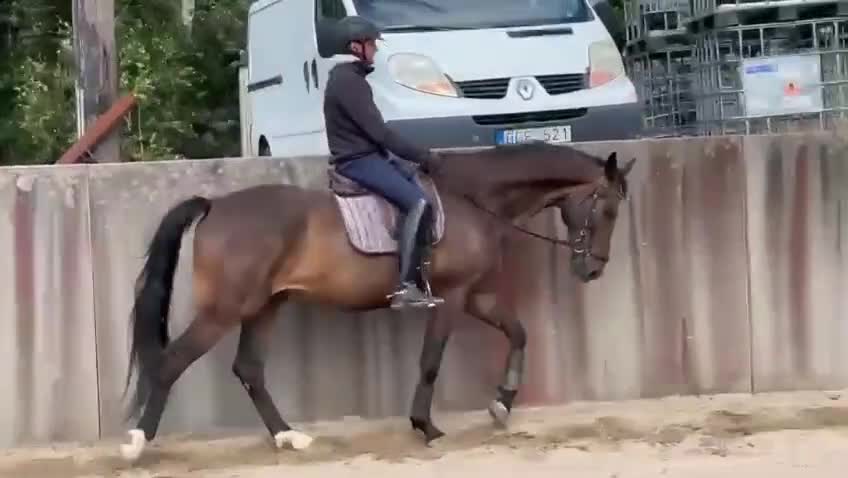 Dressyr hästar till salu: 5-årig valack e:King Olymbrio L - Video 1
