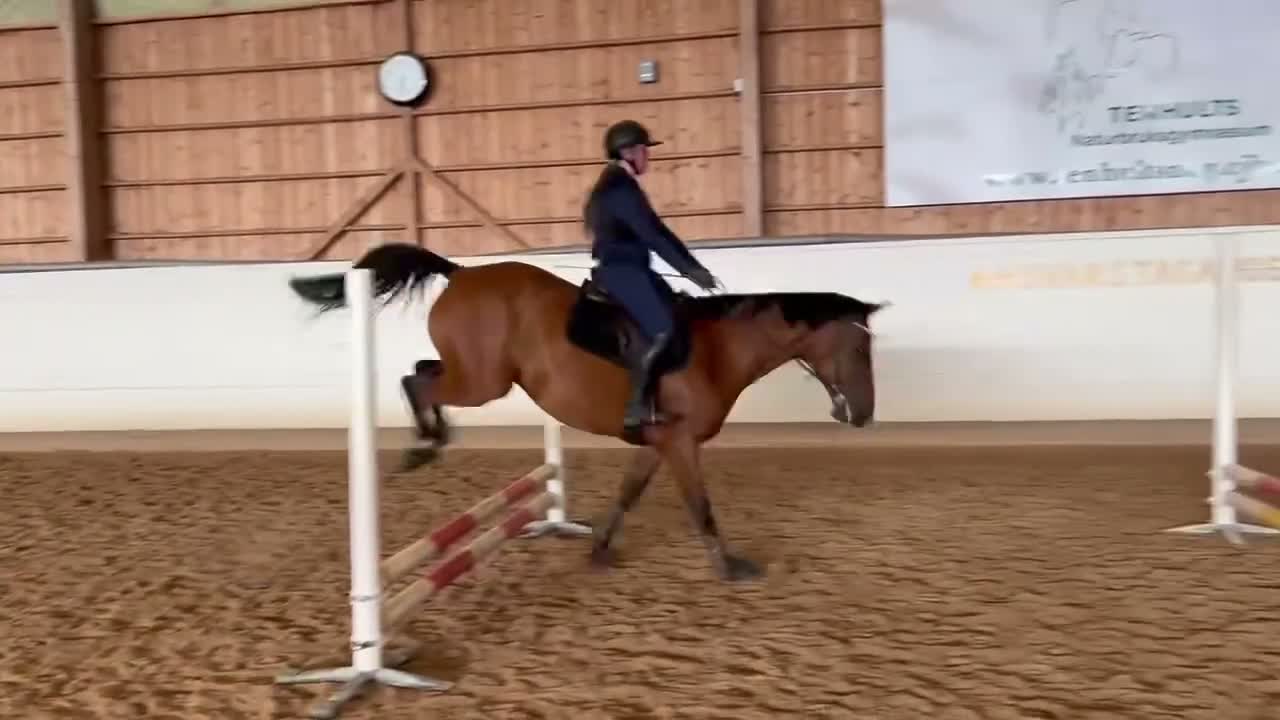 Allround hästar sökes: Foderhäst - Video 2