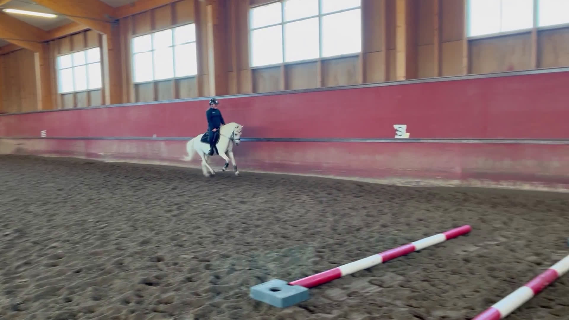 Dressyr hästar till salu: Dream Welsh Pony 10yrs - Video 1