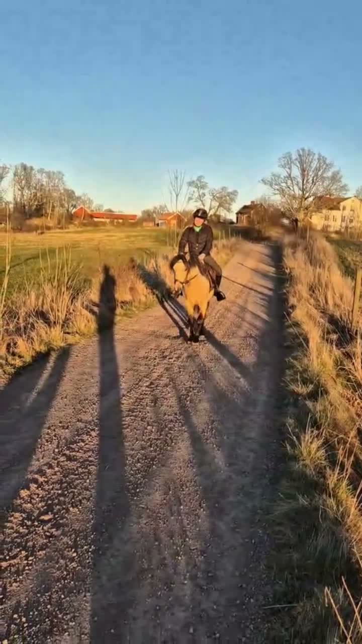 Allround hästar till salu: Lovande ungponny - Video 3
