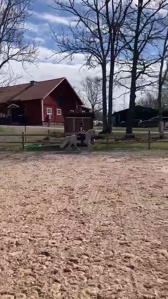 Allround hästar till salu: En riktig kompis 🦄 - Video 1