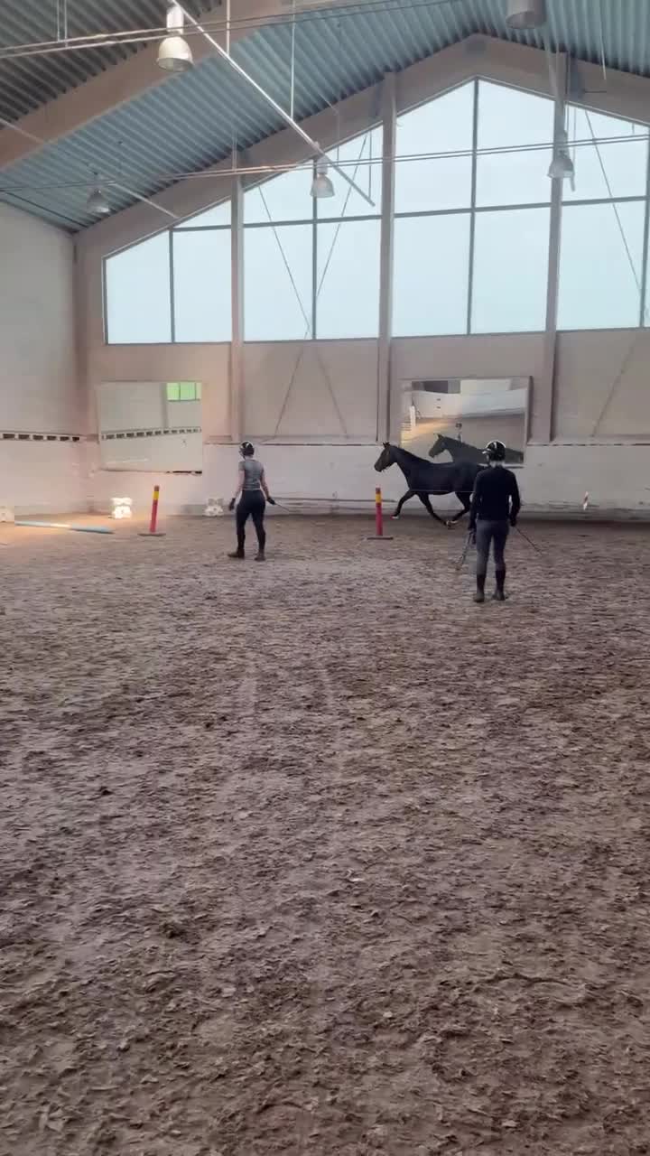 Hoppning hästar till salu: Trygg och välriden 3-åring med fin hoppteknik - Video 2