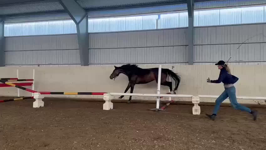 Hoppning hästar till salu: Unghäst för framtiden  i Norrtälje - Video 1