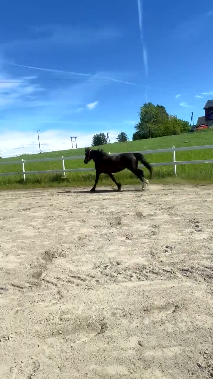Avelshästar hästar till salu: Drektig kaldblods! - Video 1
