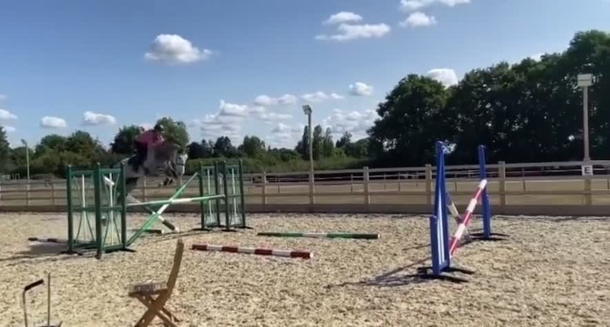 Hoppning hästar till salu: Projekt med kapacitet/avelssto - Video 1
