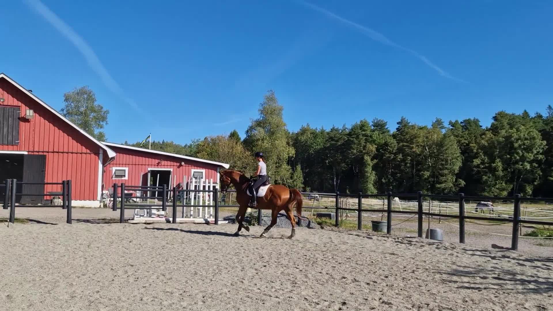 Dressyr hästar till salu: Talangfull valack för träning och tävling  - Video 1