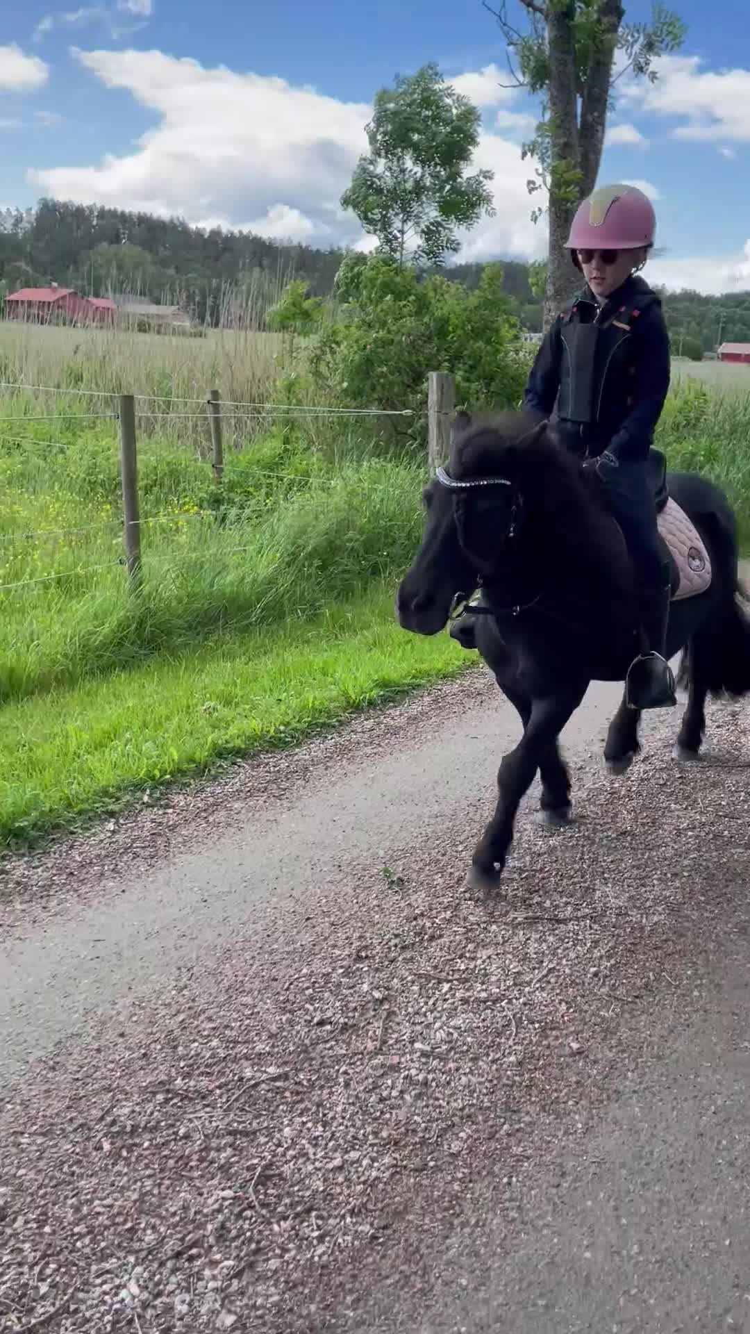 Allround hästar till salu: Snällaste ponnyn - Video 1