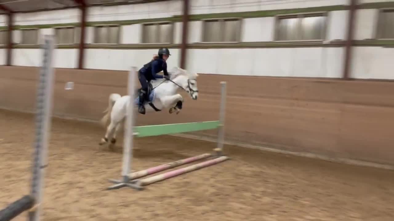Allround hästar till salu: Moflos Zibel  i Långaryd - Video 2