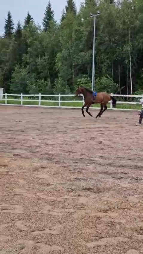 Allround hästar till salu: Fin 2 åring. (Blir 3år maj 2026) i Haparanda - Video 3