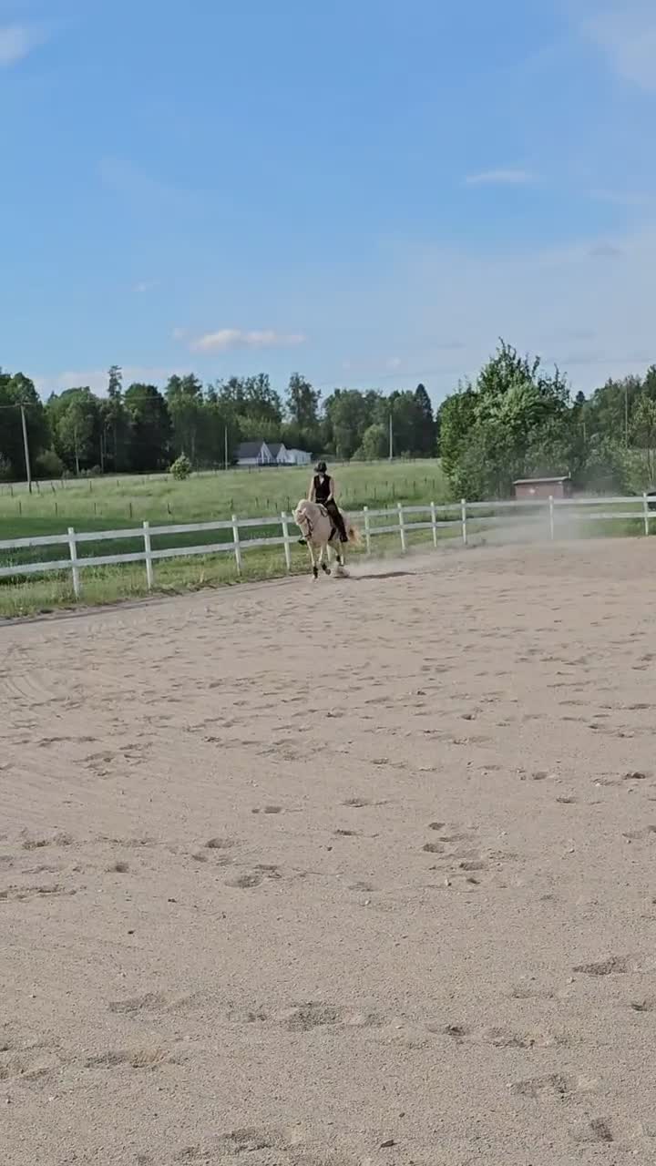 Working Equitation hästar till salu: Lusitano valack av guld i Skultuna - Video 1