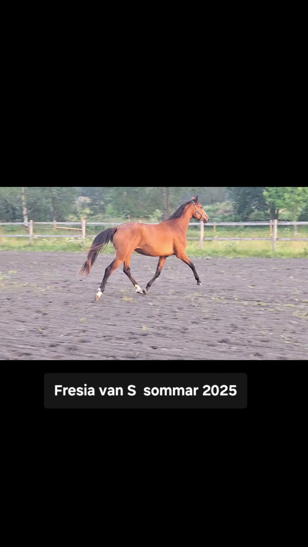 Dressyr hästar till salu: Vackert gångartssto - Video 1